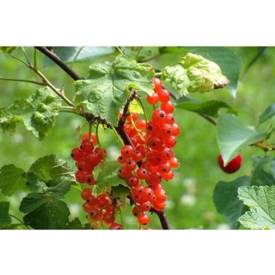Ríbezľa červená (Ribes rubrum) ´JONKHEER VAN TETS´ - výška 40-60 cm, skorá, kont. C2L - KRÍKOVÁ