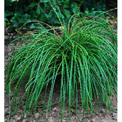 Thuja plicata 'Whipcord' 30-40 cm