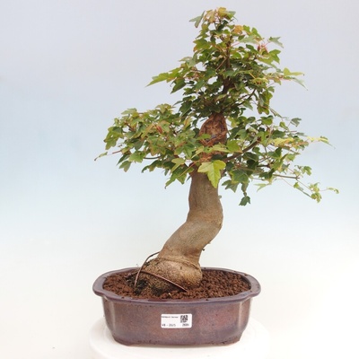e-bonsai Venkovní bonsai - Acer Buergerianum - Javor Burgerův
