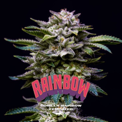 BSF Seeds Gorilla Rainbow semienka neobsahujú THC 2 ks