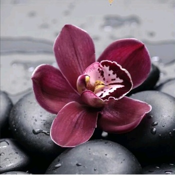 Image 1 of Орхидея 20/20 см