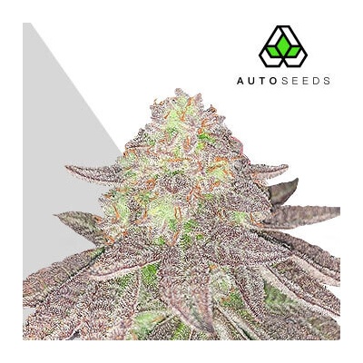 Auto Seeds Rainbow Glue Auto semienka neobsahujú THC 3 ks