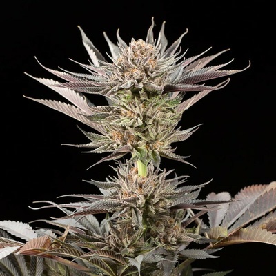 Silent Seeds Lemon Tree 2.0 semienka neobsahujú THC 10 ks