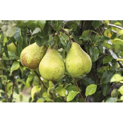 Hruška zimná BIO FloraSelf Bio Pyrus communis 'Vereinsdechantsbirne' výška kmeňa 30-35 cm celková výška 80-90 cm kvetináč 5 l historická/stará odroda