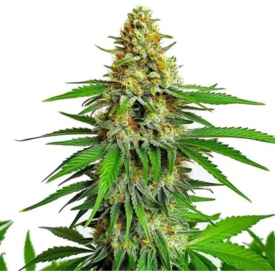 Blimburn Seeds Kyles Cherry AK semienka neobsahujú THC 4 ks