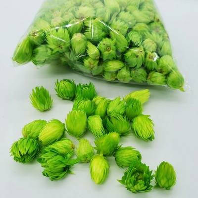 Capblumen - Kapská slaměnka 100 gramů - zelená světlá - SU0535