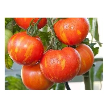 Image 1 of Seklos Домати Тигерела Tigerella