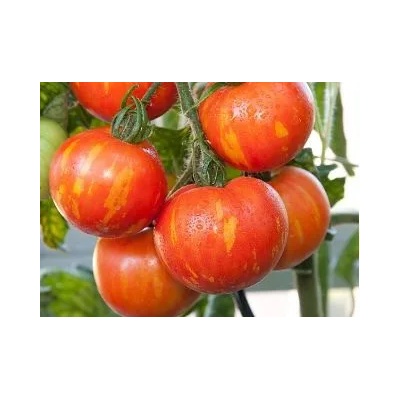 Seklos Домати Тигерела Tigerella