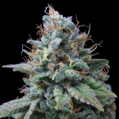 Exclusive Seeds Bank Nemo semena neobsahují THC 3 ks