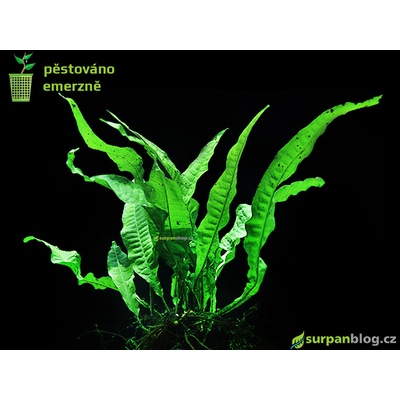 Microsorium pteropus - Hnědovka křídlatá – Sleviste.cz