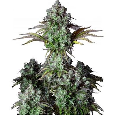 Fastbuds Original Auto Big Bud semienka neobsahujú THC 10 ks