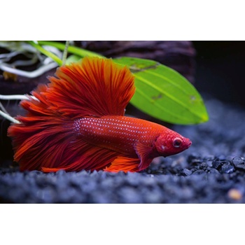 DIMEX ART s. r. o Флизелинов фототапет червена риба 375 x 250 см