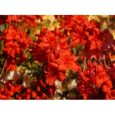 Rododendron luteum 'Fireball' kontajner 5 L