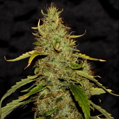 Cbd Crew Ph CBD Regular semienka neobsahujú THC 5 ks