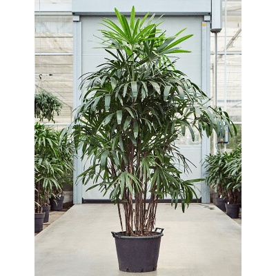 Rhapis excelsa tuft 50x200 cm