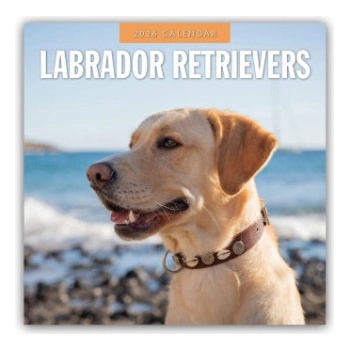 Browntrout Verlags GmbH Labrador Retrievers - Labrador Retriever 2026 - 16-Monatskalender