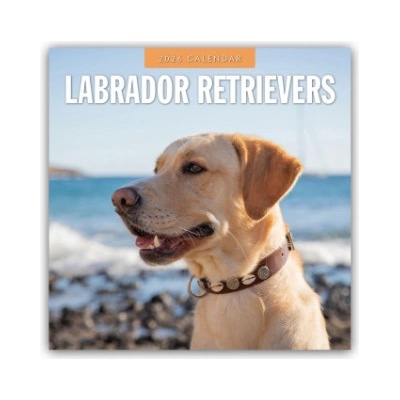 Browntrout Verlags GmbH Labrador Retrievers - Labrador Retriever 2026 - 16-Monatskalender | Red Robin