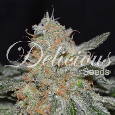 Delicious Seeds Critical Neville Haze 2.0 semena neobsahují THC 1 ks