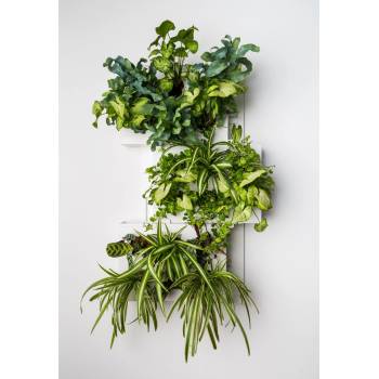 Ortisgreen Obraz z živých rostlin Hoh! Trio, osázený, bílá