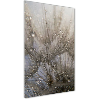 Vertikálny foto obraz sklenený Semená púpavy 50x100 cm