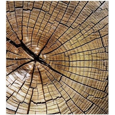 DIMEX MS-3-0162 vliesová fototapeta na zeď Letokruhy, rozmery 225 x 250 cm