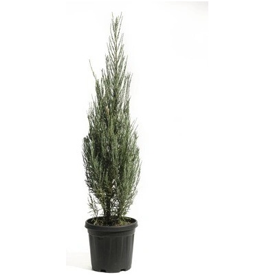 Borievka skalná FloraSelf Juniperus scopulorum 'Blue Arrow' výška 100-125 cm kvetináč 10 l