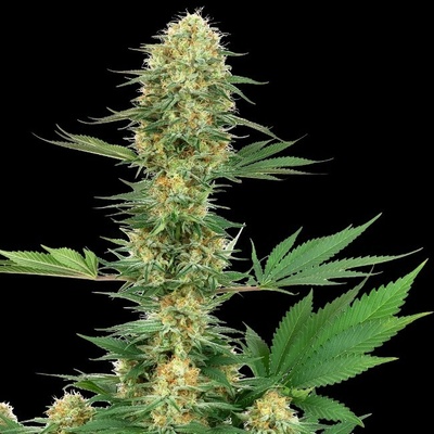 Gelato #420 White Label semena neobsahují THC 3 ks