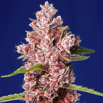 Sweet Seeds Tropicanna Poison F1 Fast Version semienka neobsahujú THC 25 ks