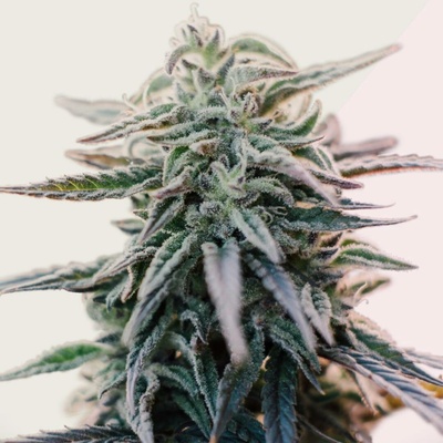 Kera Seeds White Widow semena neobsahují THC 5 ks