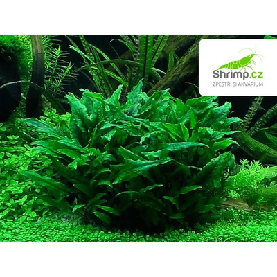 Cryptocoryne wendtii - Kryptokoryna Wendtova – Zboží Mobilmania