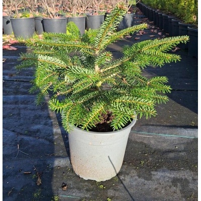 Abies nordmanniana Prodejní velikost: 030/050, Velikost hrnku: 5 l
