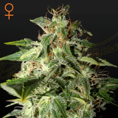 Green House Seed Afgooey semienka neobsahujú THC 1 + 1 ks