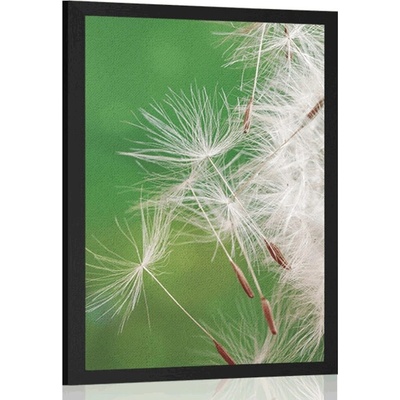 Plakát semínka pampelišky - 40x60 white