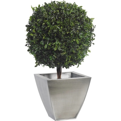 Verdissimo Pittosporum - simple spehere