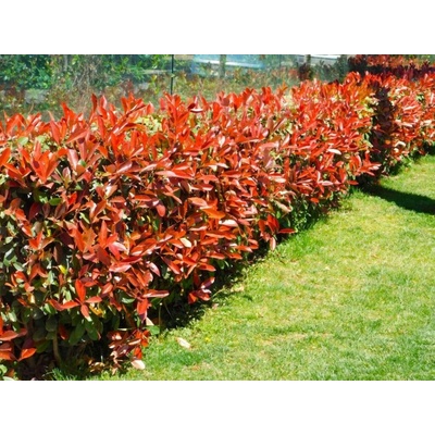Červienka fraserová Little Red Robin, výška 40-60 cm, kvetináč 3 l