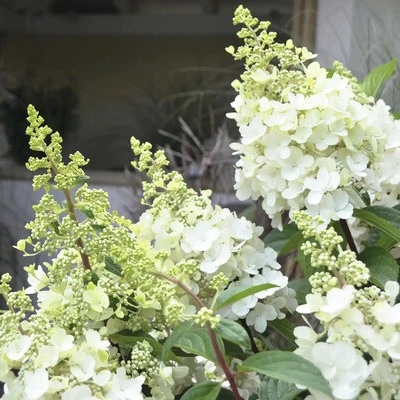 Hortenzie latnatá mix FloraSelf Hydrangea paniculata výška 30-40 cm květináč 3 l 1 ks, různé druhy
