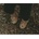Donsje Бебешки кожени обувки Donsje Kapi Classic Booties Dog (1028005.)