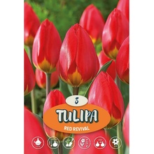 Tulipány Red Revival