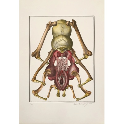 Jan Švankmajer: Brouk