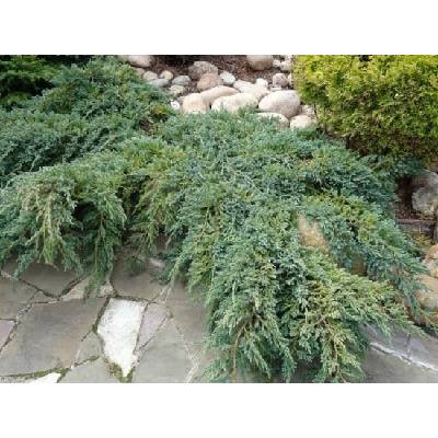 Jalovec šupinatý, Juniperus squamata Blue Carpet, velikost kontejneru 2 l