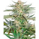 Sensi Seeds Screwdriver OG Research semena neobsahují THC 3 ks