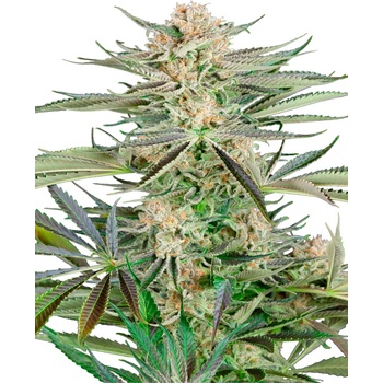 Sensi Seeds Screwdriver OG Research semena neobsahují THC 3 ks