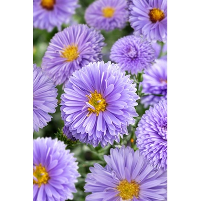 Aster novi-belgii MARIA BALLARD - hvězdnice, astra