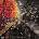 AJR - Ok Orchestra (CD) (0194398592220)