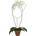 Botanopia Opora pre rastliny - Arch