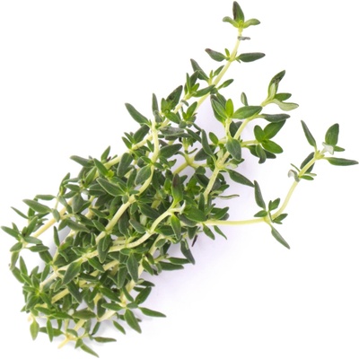 Véritable Lingot s BIO semenami tymiánu pre inteligentné kvetináče VLIN-A10-Thy005 1 ks