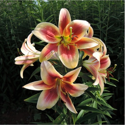 Lilie Debby - Lilium - cibule lilie - 1 ks