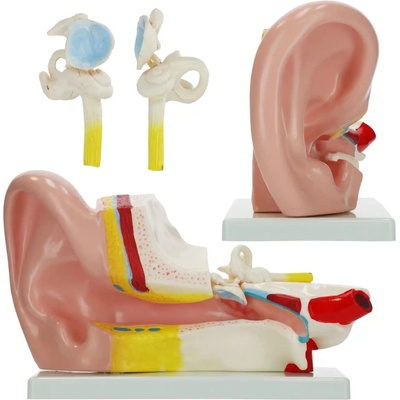 4FIZJO Anatomický model ucha v reze v mierke 3:1