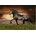 Educa - Puzzle Trotting Horse - 1 000 piese