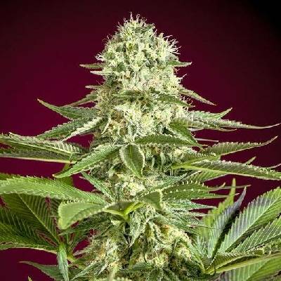 Reggae Seeds Dub regular semena neobsahují THC 15 ks